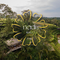 Nadi Nature Resort