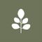 Treelogy Regenerative Moringa