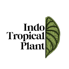 CV Indo Topical Plant