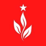 Teh Bintang Cabang Dau Honggosoco